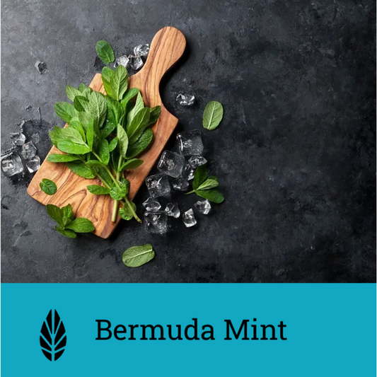 Azure Bermuda Mint | Hookah Deals